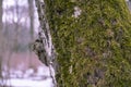 Macro photo of a part of a tree