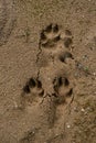 Macro photo paws minimalism and nothing superfluous. A dog`s paw print on the sand on the beach. The dog walked through the deser Royalty Free Stock Photo