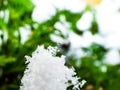 Macro photo of perfect, distinct real geometrical snowflake on a green and white background