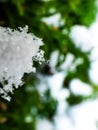 Macro photo of perfect, distinct real geometrical snowflake on a green and white background