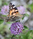 Painted Lady Butterfly on Clover Flower