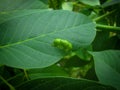 Macro Photo of Persian walnut leaf blister mite Royalty Free Stock Photo