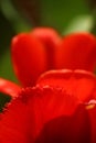 Macro photo of a petal of a red tulip at the edges with a fringe against the background Royalty Free Stock Photo