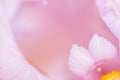 Macro photo of the petals and the middle of a delicate white iris. Pale pink tones.