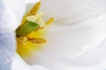 Macro photo petals, pestle and stamen of white tulip on a full b Royalty Free Stock Photo