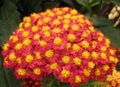 Macro photo of a picturesque bright pink shades of flowers Achillea