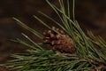 Macro photo of a pine branch with a pine cone. Royalty Free Stock Photo