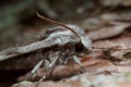 Pine hawk moth, Sphinx pinastri on pine bark