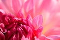 Macro photo of Pink Dalia. Royalty Free Stock Photo