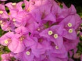 Macro photo of pink flower decorative beauty Bougainvillea