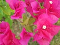 Macro photo of pink flower decorative beauty Bougainvillea