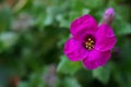 Macro photo of a pink flower Garden Arabis, Mountain Rock Cress or Caucasian Rockcress Arabis Caucasica Royalty Free Stock Photo