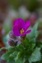 Macro photo of a pink flower Garden Arabis, Mountain Rock Cress or Caucasian Rockcress Arabis Caucasica Royalty Free Stock Photo