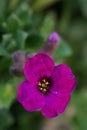 Macro photo of a pink flower Garden Arabis, Mountain Rock Cress or Caucasian Rockcress Arabis Caucasica Royalty Free Stock Photo