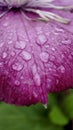 macro photo of a pink flower petal with water drops after rain Royalty Free Stock Photo