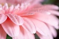 Macro photo on pink Gerbera flower petals covered by water drops Royalty Free Stock Photo