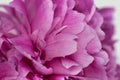 Macro photo of a pink peony flower.