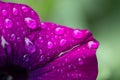 Pink & purple flower with building in dew reflections Royalty Free Stock Photo