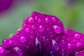 Pink & purple flower with building in dew reflections Royalty Free Stock Photo