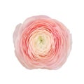 Macro photo pink ranunculus on white isolated background Royalty Free Stock Photo