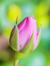 Pink Rose Flower Bud On Natural Background