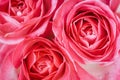 Macro photo of pink rose heads.