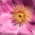 Macro Photo of Pink Rose Rosaceae