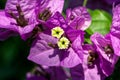 Closeup of pink and yellow Bougainvillea flower