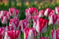 Macro photo of pink and white tulips at Keukenhof Gardens, Lisse, Netherlands. Keukenhof is known as the Garden of Royalty Free Stock Photo