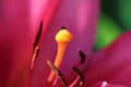 Macro photo of pistil and stamens of purple lily bloomed in the garden in a sunny day Royalty Free Stock Photo