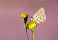 Plebejus christophi , the small jewel blue butterfly