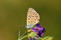 Plebejus loewii , the large jewel blue butterfly on flower