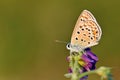 Plebejus loewii , the large jewel blue butterfly on flower