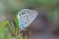 Plebejus loewii , the large jewel blue butterfly on flower