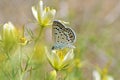 Plebejus loewii , the large jewel blue butterfly on flower