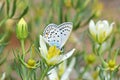 Plebejus loewii , the large jewel blue butterfly on flower