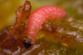 Macro photo of a plum worm