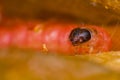 Macro photo of a plum worm