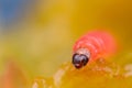 Macro photo of a plum worm