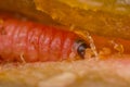 Macro photo of a plum worm