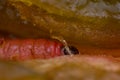 Macro photo of a plum worm