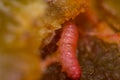 Macro photo of a plum worm