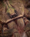Macro photo of poecilotheria ornata Royalty Free Stock Photo