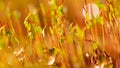 Macro photo of pohlia nutans moss at surface level with raindrops, dew, water droplets. Spring, plant background Royalty Free Stock Photo