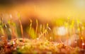 Macro photo of pohlia nutans moss at surface level with raindrops, dew, water droplets. Spring, plant background Royalty Free Stock Photo