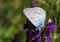 Polyommatus amandus , The Amanda`s blue butterfly honey suckling on flower