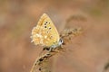 Polyommatus daphnis , The Meleager`s blue butterfly