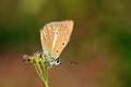 Polyommatus demavendi butterfly on flower Royalty Free Stock Photo