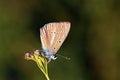 Polyommatus demavendi butterfly on flower Royalty Free Stock Photo