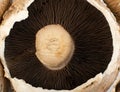 Macro photo of portobello mushroom, portabella or portobella Royalty Free Stock Photo